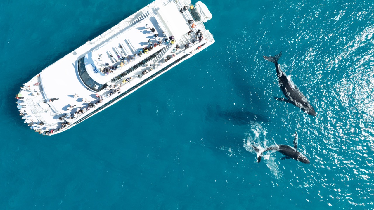Humpback whales alongside a Brisbane Whale Watching vessel during the Moreton Bay whale migration.